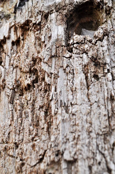 Velho latido de árvore. Vida, madeira serrada . — Fotografia de Stock