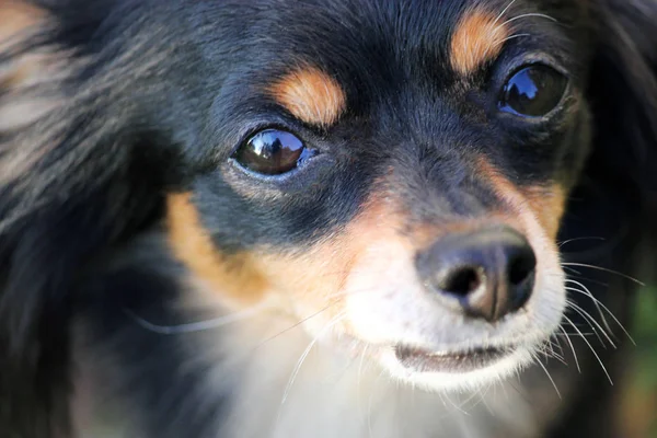 Російський іграшковий тер'єр щеня собака шукає — стокове фото