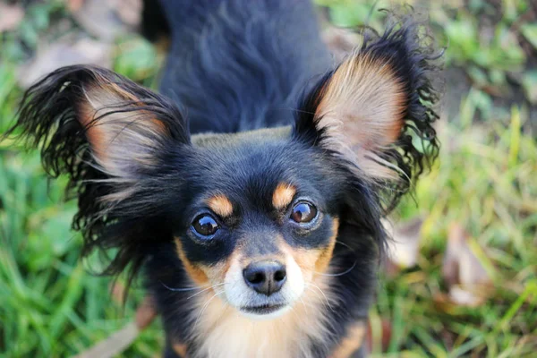 Jouet russe terrier chiot chien à la recherche — Photo