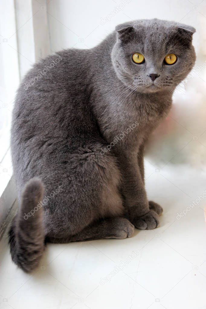 portrait of a scottish fold gray cute cat 