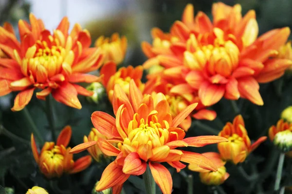 Fond avec des chrysanthèmes rouges ou jaunes ou orange colorés — Photo