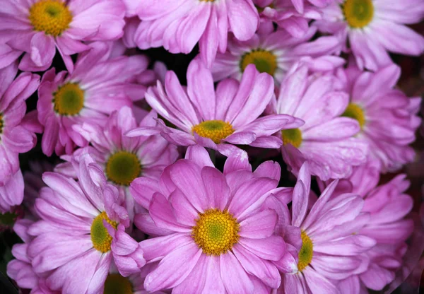 Background with purple chrysanthemums — Stock Photo, Image
