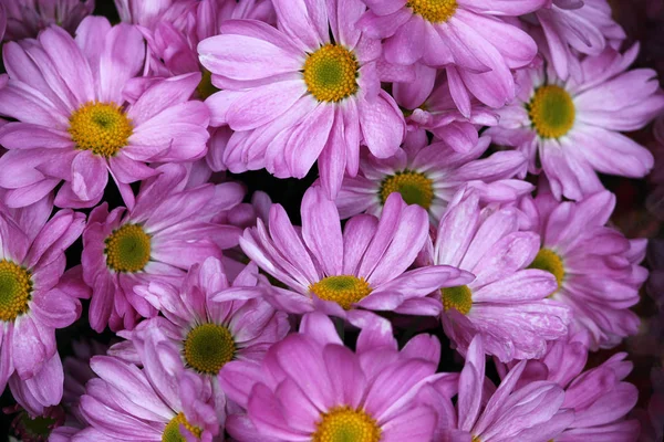 Achtergrond met paarse chrysanten — Stockfoto
