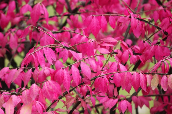 Automne beaucoup de couleurs rouges des feuilles sur la branche de l'arbre dans la p — Photo