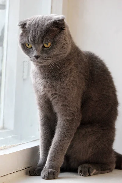 Retrato de um escocês dobra cinza bonito gato sério — Fotografia de Stock