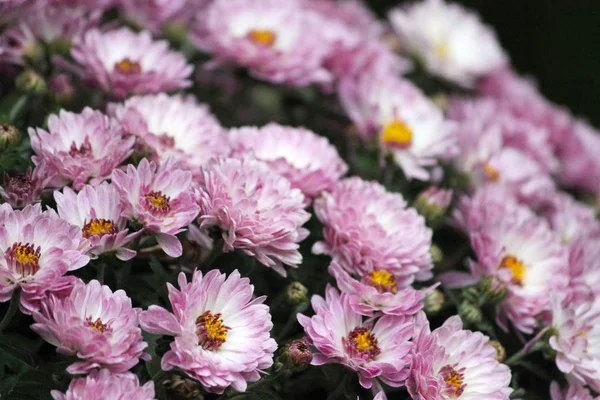 พื้นหลังที่มีสีชมพูหรือสีขาว chrysanthemums — ภาพถ่ายสต็อก