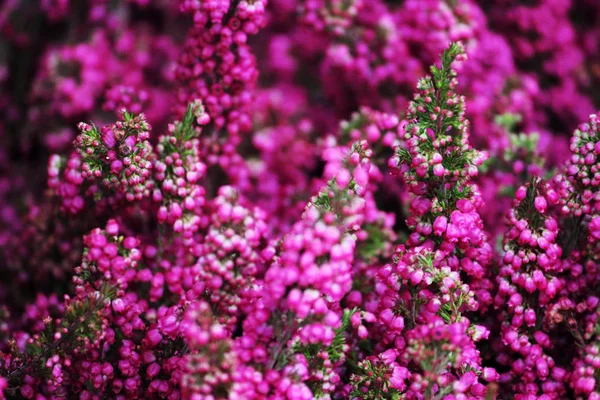 Świeże Naturalne Kwiaty Wrzosowiska Gałąź Eriki Kwitnąca — Zdjęcie stockowe