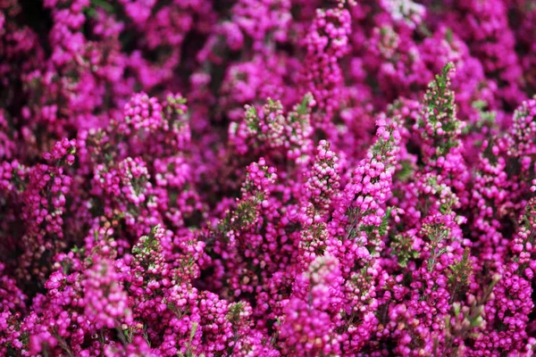Świeże naturalne kwiaty wrzosowiska, gałąź Eriki kwitnąca. — Zdjęcie stockowe