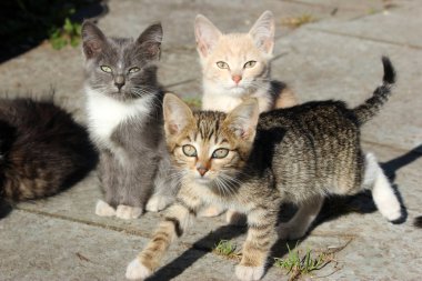 Üç sevimli kedi yavrusu, ileriye bakan genç kediler