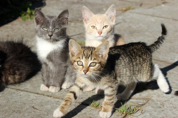 Three cute kittens, young cats looking forwards — Stock Photo, Image