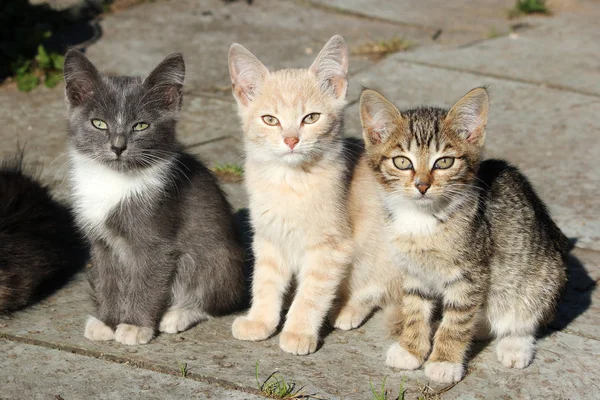 Three cute kittens, young cats looking forwards — Stock Photo, Image