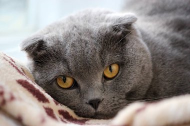 İskoç kıvrım gri sevimli kedi portresi 