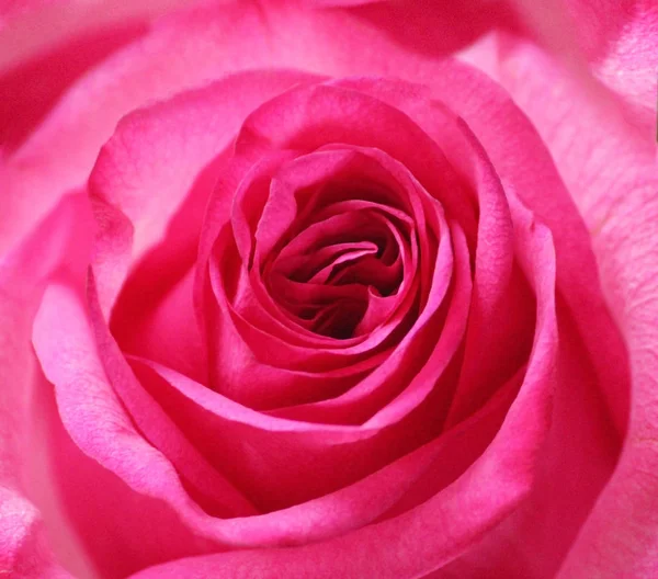 Makroaufnahme einer zarten rosa Rose — Stockfoto