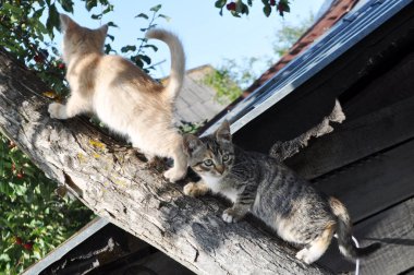 İki sevimli kedi yavrusu, genç kediler, bir ağaca tırman, sinsice
