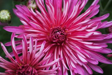 Renkli kırmızı veya büyük asterlere sahip arkaplan