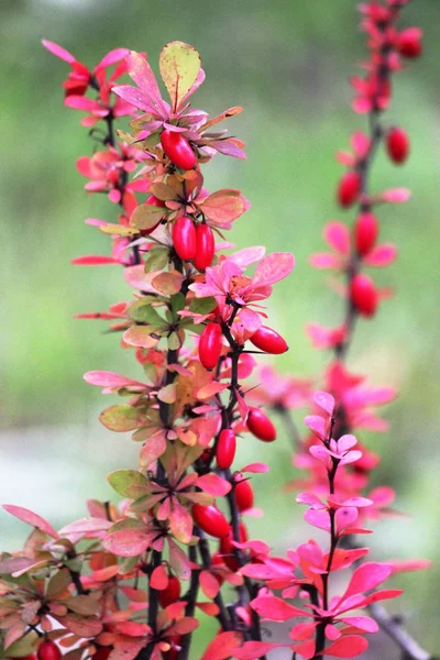 Berberis thunbergii. Brilhante, fresco . — Fotografia de Stock