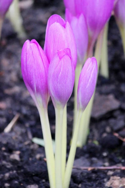 Цветет фиолетовая красота колхиды — стоковое фото