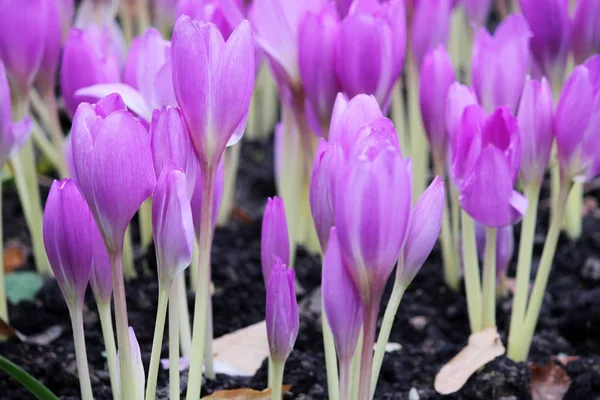 Violet beauty colchicum flower blossoms — Stock Photo, Image