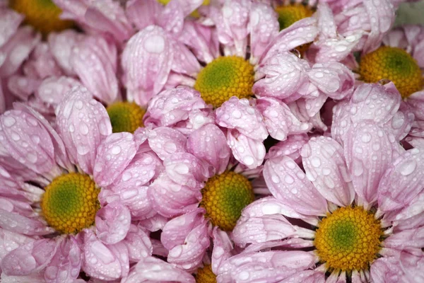 Background with colorful pink chrysanthemums — Stock Photo, Image