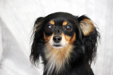 russian toy terrier puppy dog looking forward