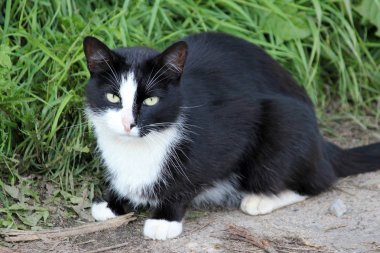 Sevimli kedi, genç kedi ileriye bakıyor
