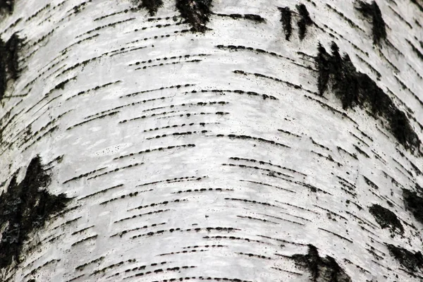 Birch kůra bílé nebo černé pozadí — Stock fotografie