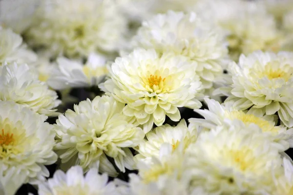 Fond avec des chrysanthèmes blancs ou jaunes colorés — Photo