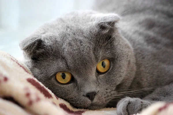 Retrato de um escocês dobra cinza bonito gato — Fotografia de Stock
