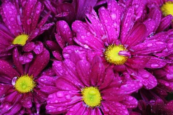 background with colorful purple chrysanthemums with drops