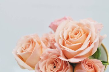 Çok narin beyaz ve pembe gül yaprakları, izole edilmiş. 