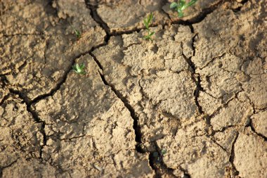 Kuru toprak ve çimenlerin büyümesini bekliyor çünkü dünya her yıl ısınıyor..
