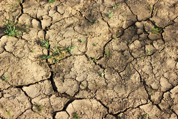 Dry Soil Grass Awaited Growth Because World Warms Every Year — Stock Photo, Image