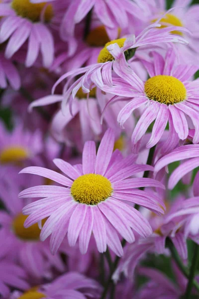 Artistieke Bloemen Achtergrond Met Kleurrijke Paarse Chrysanten Madeliefje Bloemen — Stockfoto