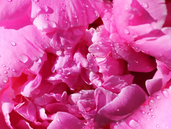 Zeer Macro Shot Van Delicate Roze Pioenroos Met Waterdruppels Feestelijke — Stockfoto