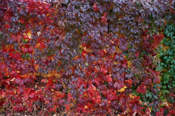 Parede Cerca Com Folhas Coloridas Uvas Selvagens Natureza Outono Fundo — Fotografia de Stock