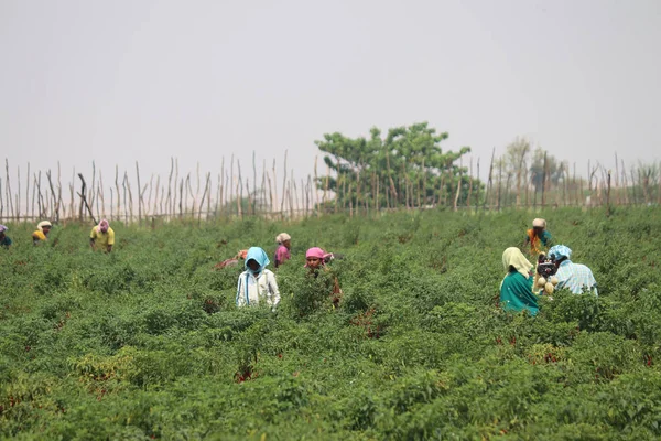 Agricultores Campos India Cosechando Papeles Fríos — Foto de Stock