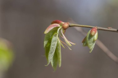 İlk Bahar büyüyen yapraklar, bahar geliyor! 