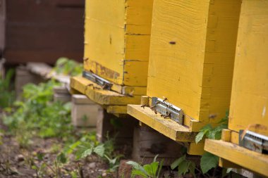 Çalışan arılar sarı kovanların yakınında uçuyorlar, Kikinda kenti, Voyvodina (Sırbistan) 