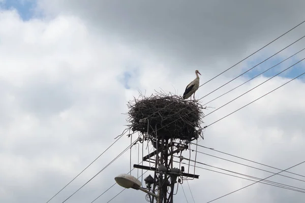 Matka Stork Chrání Hnízdo Elektrickém Pólu Melenci Vesnici Vojvodině Srbsko — Stock fotografie