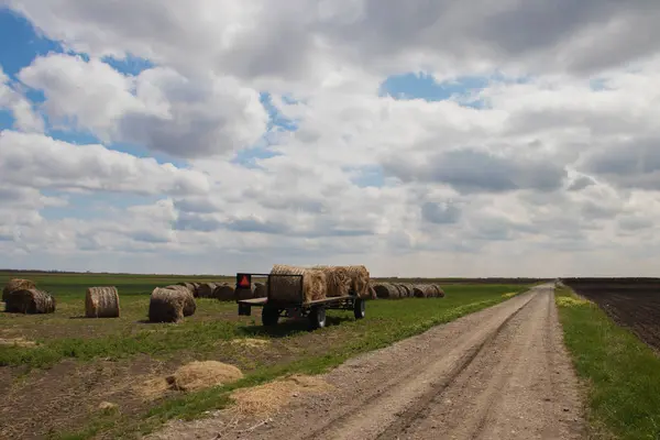 Сіно Рулонах Готовий Транспортувати Полях Сербії Воєводина Область Село Melenci — стокове фото