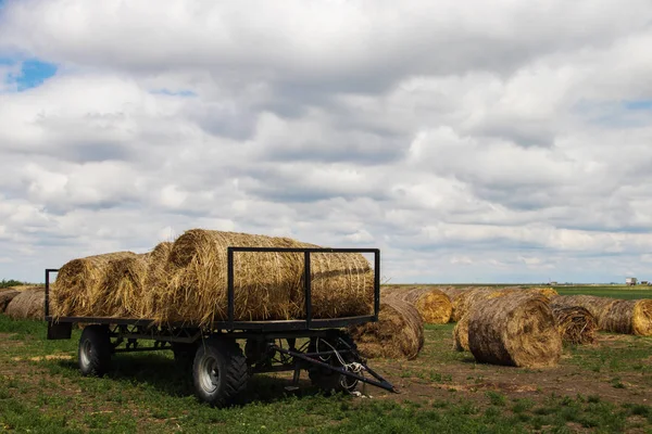 Hay Rolls Ready Transport Fields Serbia Vojvodina Region Village Melenci — Fotografia de Stock