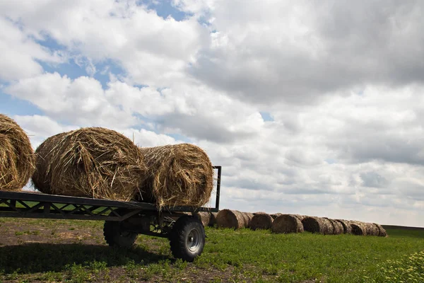 Hay Rolls Ready Transport Fields Serbia Vojvodina Region Village Melenci — Fotografia de Stock