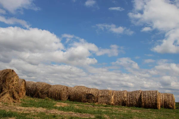 Hay Rolls Ready Transport Fields Serbia Vojvodina Region Village Melenci — Fotografia de Stock