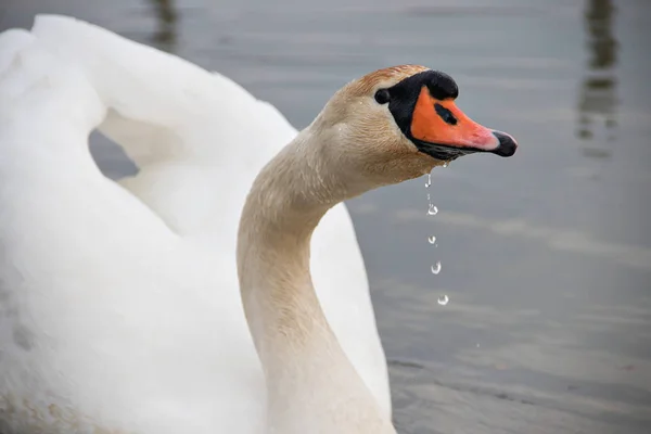 Vacker Svan Vid Tisa Älv Serbien — Stockfoto