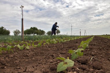 Küçük yeşil bahçede çalışan, soğan yetiştiren yaşlı adam
