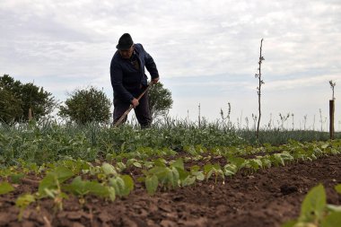 Küçük yeşil bahçede çalışan, soğan yetiştiren yaşlı adam