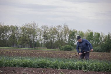 Küçük yeşil bahçede çalışan, soğan yetiştiren yaşlı adam