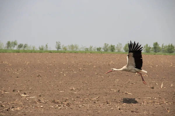 Cigogne Volante Oiseau Dessus Des Champs Voïvodine Serbie — Photo