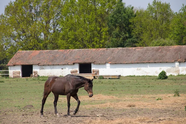 Beau Cheval Près Écurie — Photo