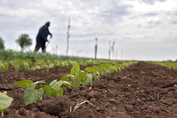 Küçük yeşil bahçede çalışan, soğan yetiştiren yaşlı adam